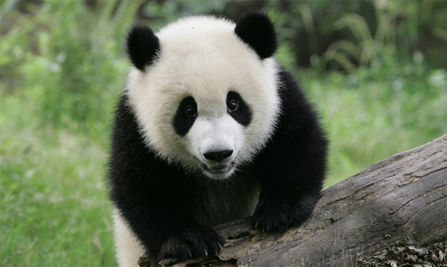 giant_panda Panda géant