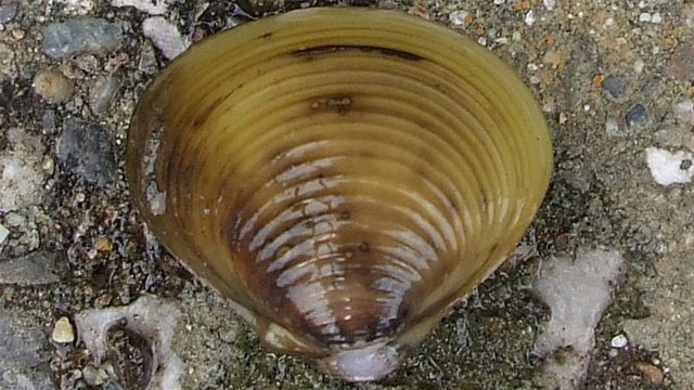 Male Only Clams Stay Fit By Having Sex With Other Species Ars Technica