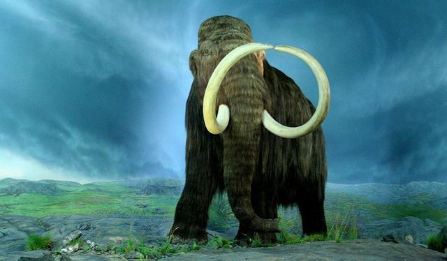 Mammoth Cloning