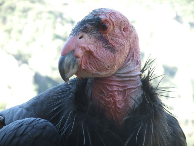 Condor Head