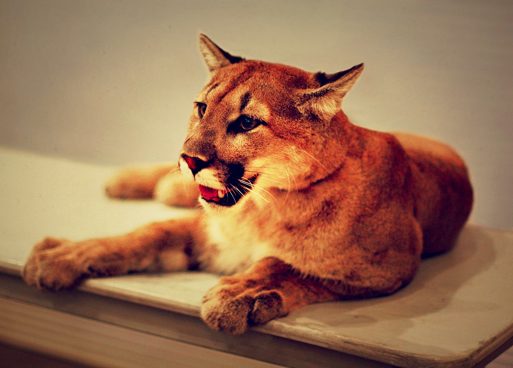 Mountain_lion_desk
