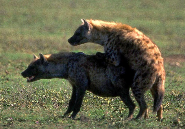 are hyenas hermaphrodites