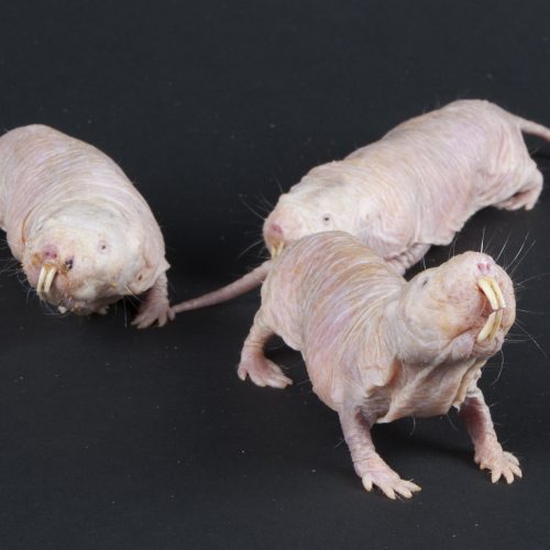 Tag Naked Mole Rat Ars Technica