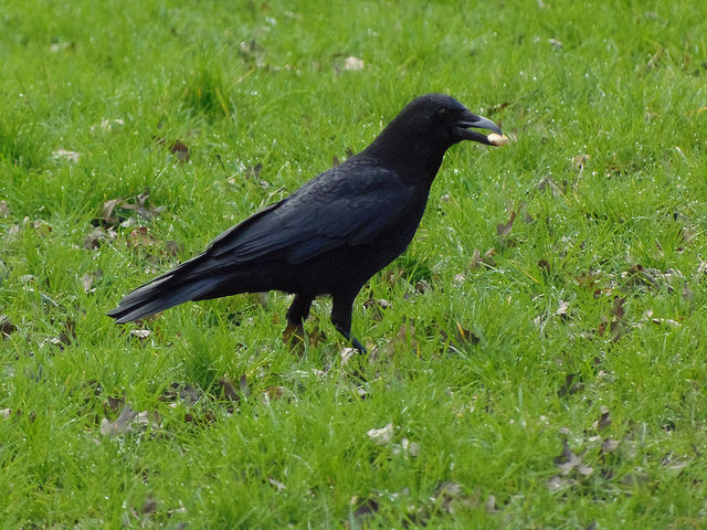 photo of Corvids could save forests from the effects of climate change image