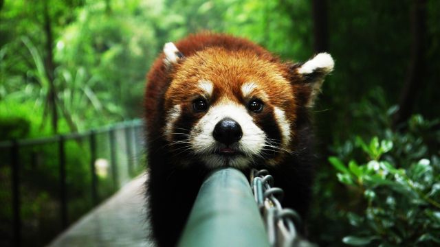 6785168-cute-red-panda-wallpaper-640x360