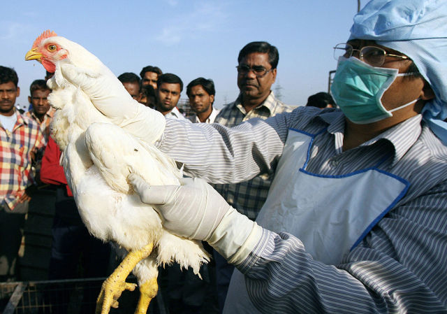 photo of The case of the vanishing pandemic: Deadly bird flu flies the coop in the US image