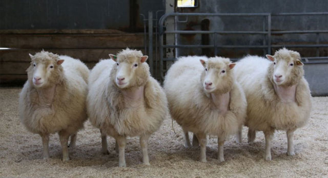photo of The normal, boring life of a clone: Dolly’s cloned cohort hits old age image