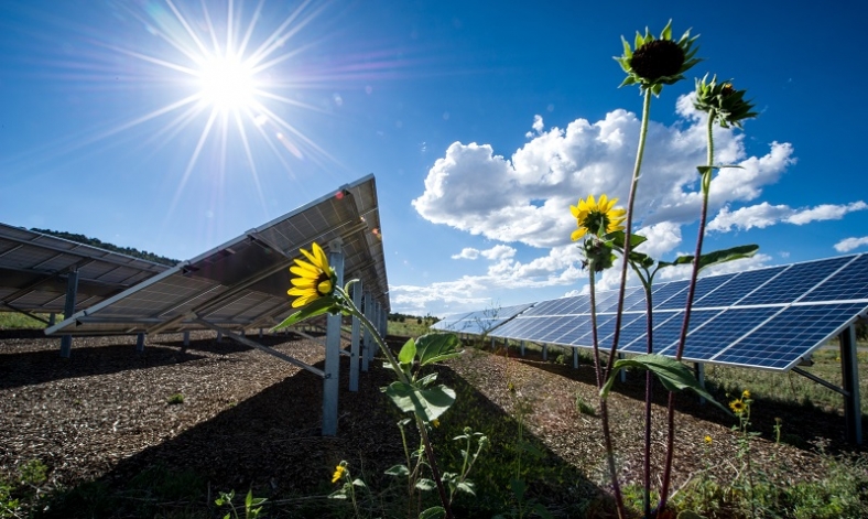 solar-with-flower-800x400.jpg