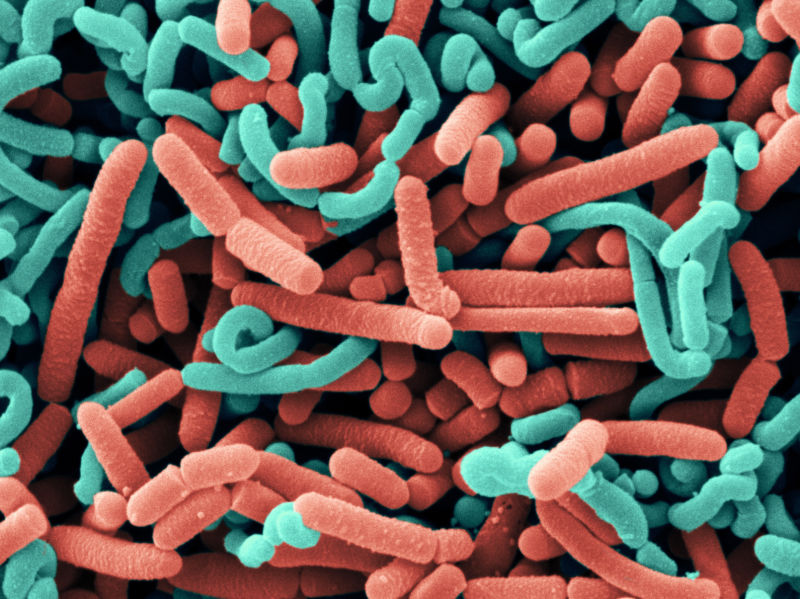A scanning electron micrograph of two probiotic bacterial strains, colored blue and red