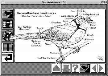 A HyperCard bird