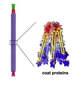 A closeup of the virus' coat proteins. The red end is the positively charged end of the protein. The negatively-charged blue end was engineered to contain four extra negative charges. 