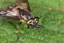 deer-fly-on-a-leaf-bob-gibbons-2811579087.jpg