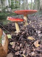 Fly Agaric.png