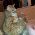 funny-cat-gif-257-01-419149650.gif