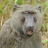 Bumbling Baboon
