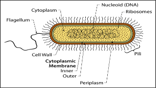 Saying NO to bacterial antibiotic resistance | Ars Technica