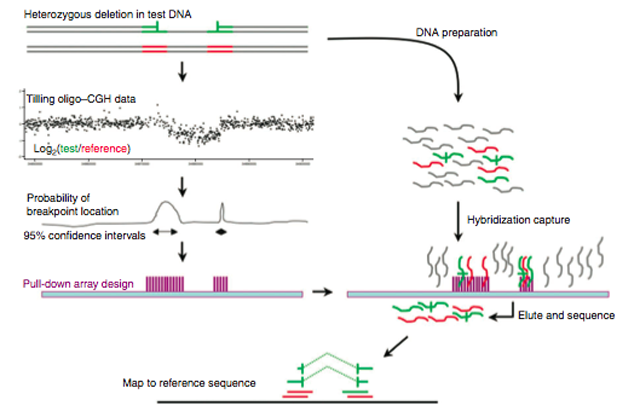 The authors found the precise sequence at CNV breakpoints by identifying DNA in the area, and using it to isolate the right sequences.