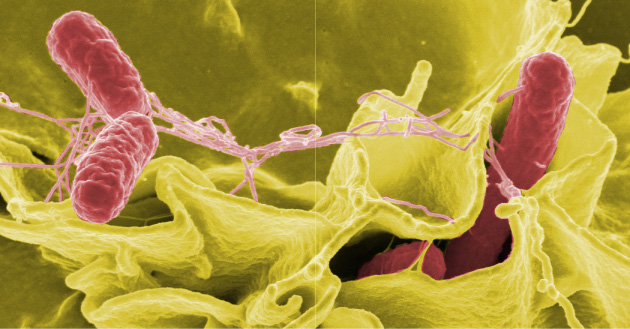 Color-enhanced scanning electron micrograph showing Salmonella typhimurium (red) invading cultured human cells.