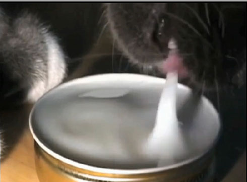 Cats use gravity, inertia, gecko-like process to lap up cream