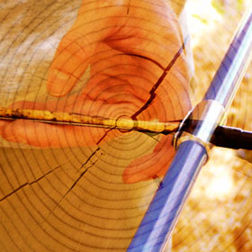 Lords of the rings: understanding tree ring science | Ars Technica