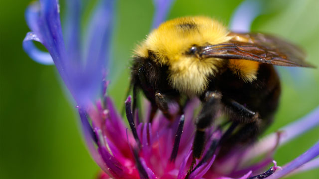 Bumblebees done in by a fungal parasite—maybe Ars Technica