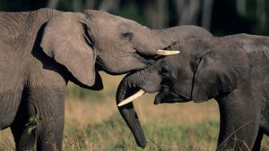 Elephants understand the value of cooperation - Ars Technica