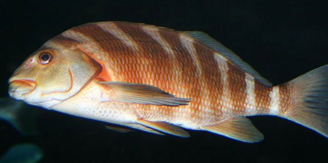 The banded morwong, or red moki (C. spectabilis)