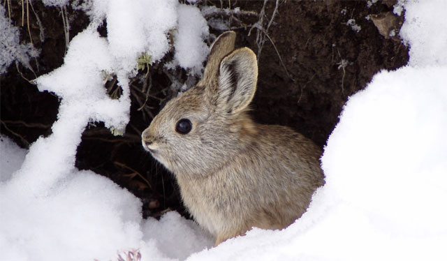 Happy Easter: pygmy rabbits reintroduced to the wild | Ars Technica