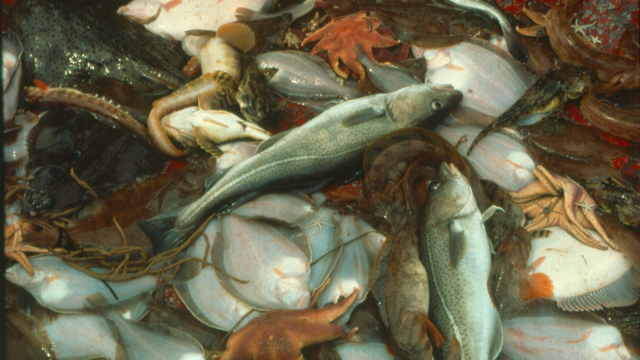 Nova Scotia cod fishery shows initial indications of recovery 