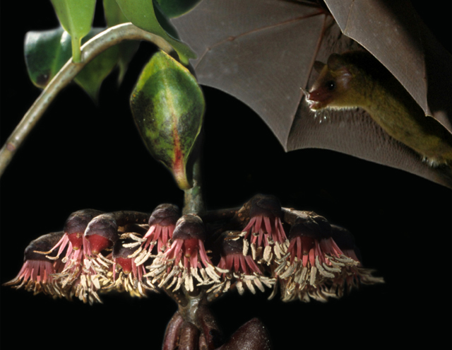 A montage shows a bat approaching a disk-shaped leaf.