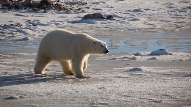 Estimates of climate’s impact on extinctions err on conservative side ...