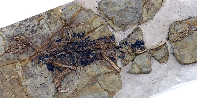 Feathered dino find leaves status of Archaeopteryx up in the air