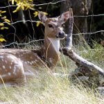 A doe and a fawn recline by the edge of a forest.