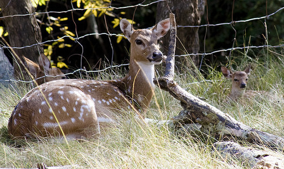 A doe and a fawn recline by the edge of a forest.