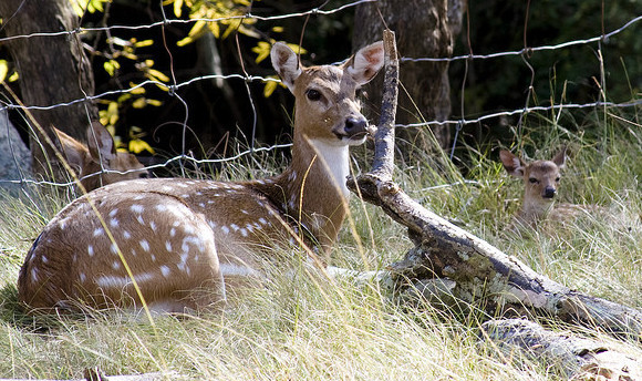 animal instinct examples