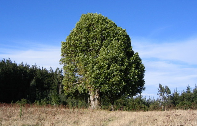 extinct trees