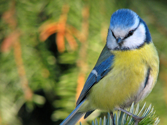 Shy Great Tit Birds Flock Together