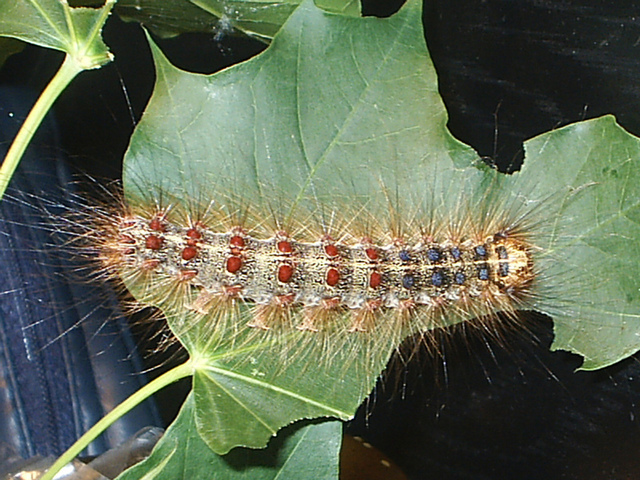 Gypsy moth caterpillar (Lymantria dispar)