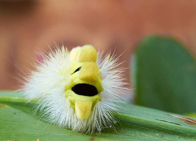 Week in science: zombie caterpillar edition