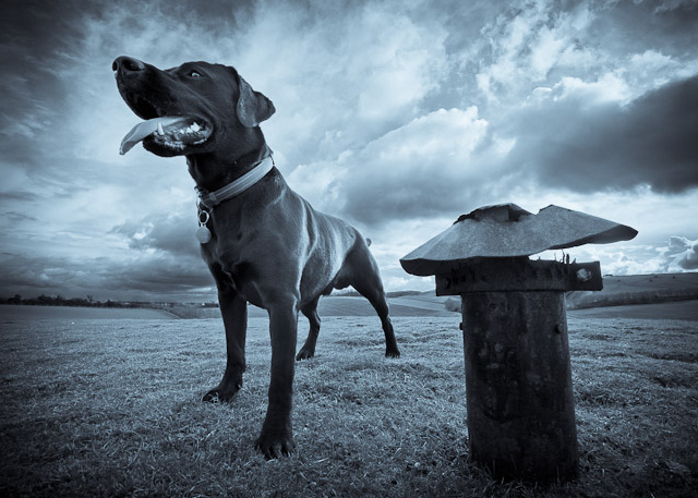 Microsoft Eats Its Own Tasty Cloud Dog Food Ars Technica