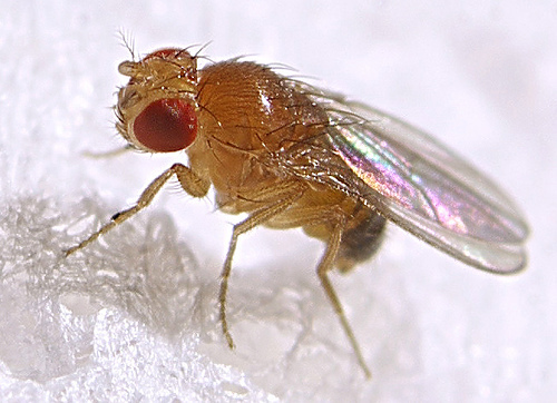 For fruit flies, the scent of food is sexy