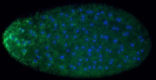 Wolbachia proteins (green) surround the chromosomes of a developing Drosophila embryo (blue).