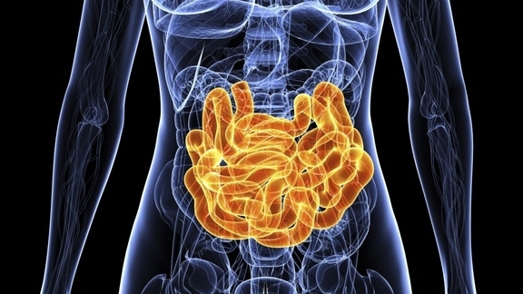 Feedback loop helps your gut manage its helpful bacteria