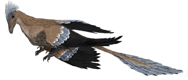 Four-winged dinosaur fossilized after swallowing a bird
