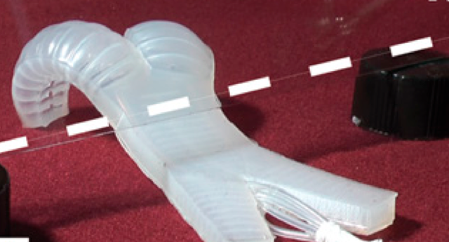 The flexible robot crawls under a glass plate (dashed line).