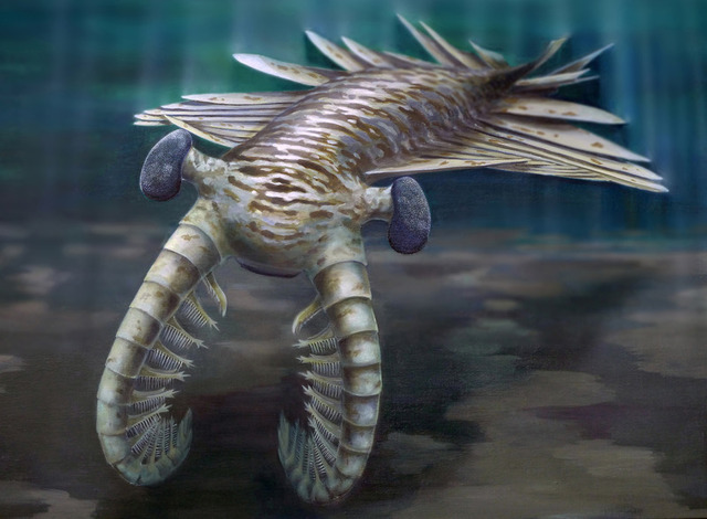 This Cambrian predator was about a meter long.
