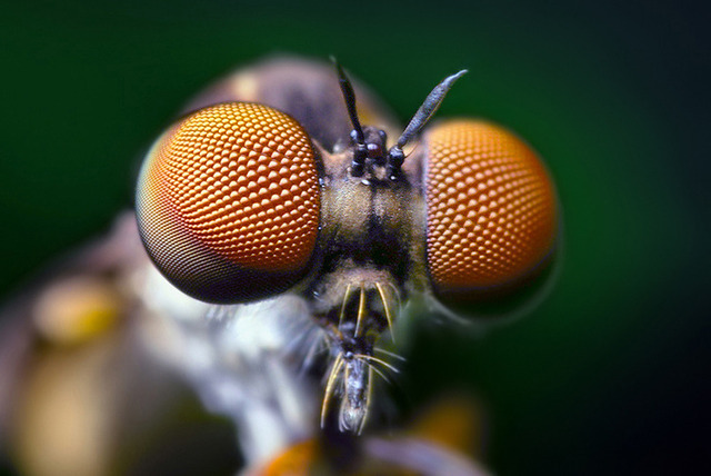 Week in science, big, bulging bug eyes edition