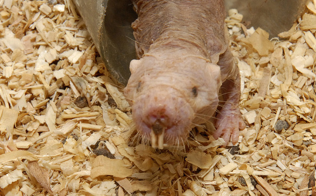Naked mole rats feel no pain due to acid