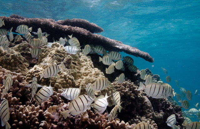Ocean acidification already well beyond natural variability