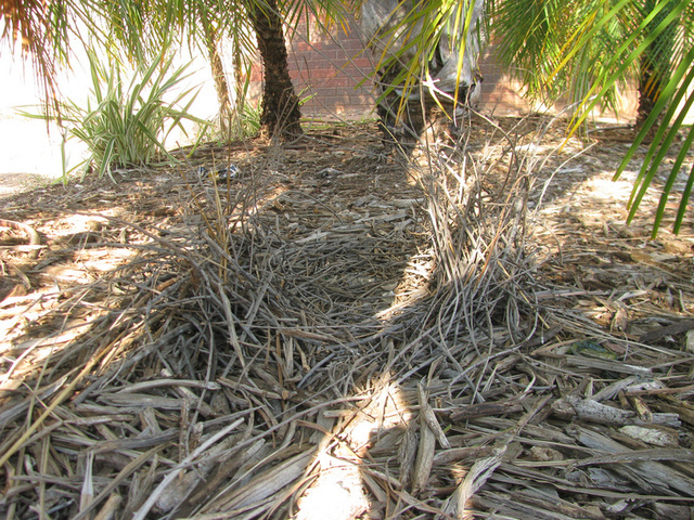 The bower of a Great Bowerbird in the garden of a shopping center.